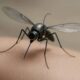 Mosquito Drone: जंग में अब दिखेगा मच्छर... लेकिन करेगा दुश्मन की बर्बादी! चीन का खुफिया ड्रोन सामने आया