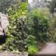 Kerala: बारिश ने मचाई तबाही! रातों-रात केरल के कई शहरों में पेड़ उखड़े और बिजली गुल
