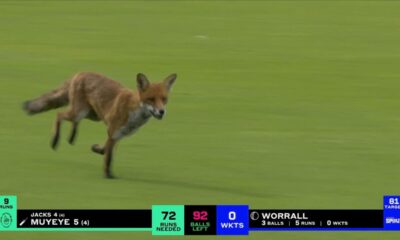 Fox in The ground During The Hundred Match: क्रिकेट मैच में आया जंगली मेहमान! द हंड्रेड में लोमड़ी की एंट्री ने किया सबको हैरान