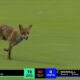 Fox in The ground During The Hundred Match: क्रिकेट मैच में आया जंगली मेहमान! द हंड्रेड में लोमड़ी की एंट्री ने किया सबको हैरान