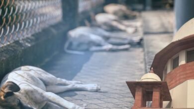 Supreme Court ने आवारा कुत्तों के मामलों में रिकॉर्ड संख्या में याचिकाओं पर जताई चिंता