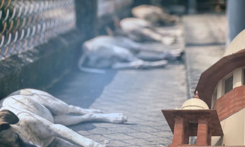 Supreme Court ने आवारा कुत्तों के मामलों में रिकॉर्ड संख्या में याचिकाओं पर जताई चिंता