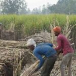 बिहार गन्ना उद्योग प्रोत्साहन नीति-2026: 1 रुपये में जमीन, 100 करोड़ तक अनुदान का ऐलान