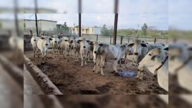पंजाब के बुलापुर में कथित गौहत्या का मामला, दो आरोपी गिरफ्तार, छह के खिलाफ केस दर्ज