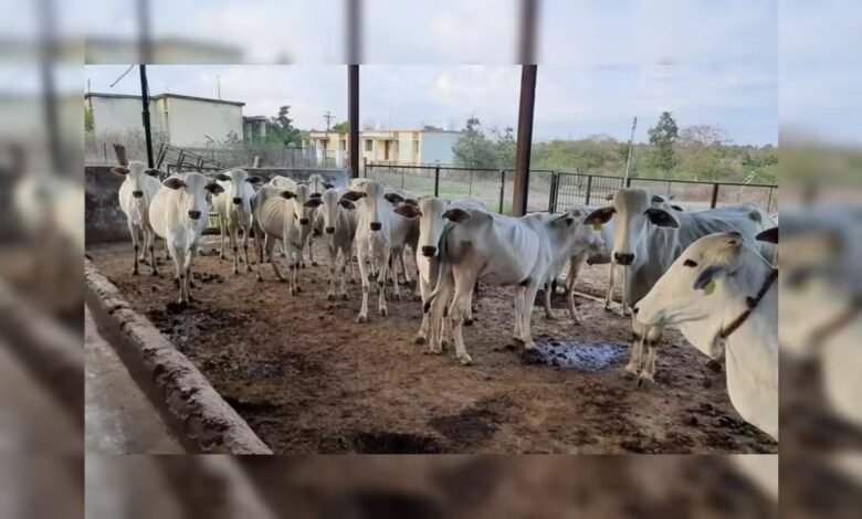 पंजाब के बुलापुर में कथित गौहत्या का मामला, दो आरोपी गिरफ्तार, छह के खिलाफ केस दर्ज