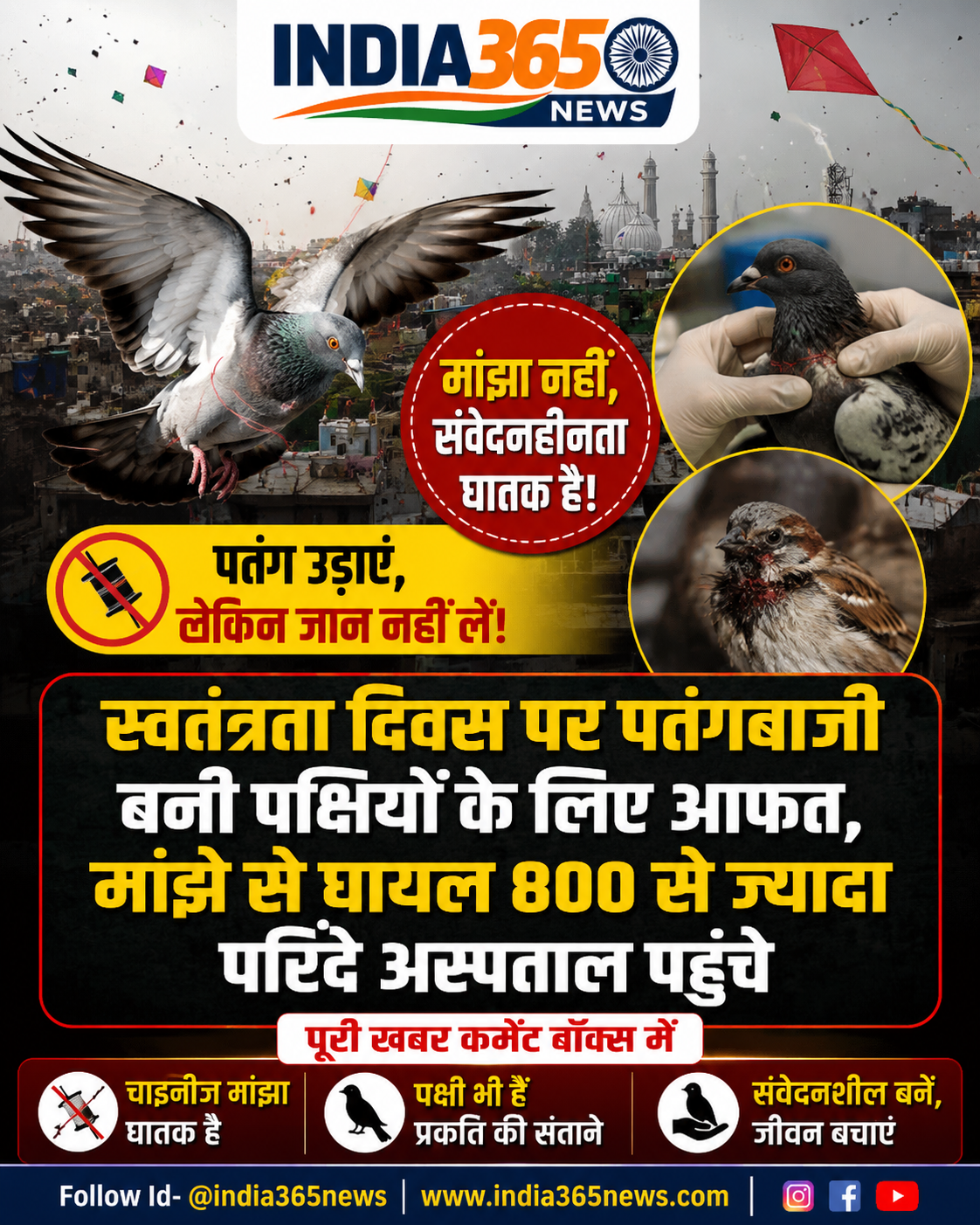 स्वतंत्रता दिवस पर पतंगबाजी बनी पक्षियों के लिए आफत, मांझे से घायल 800 से ज्यादा परिंदे अस्पताल पहुंचे