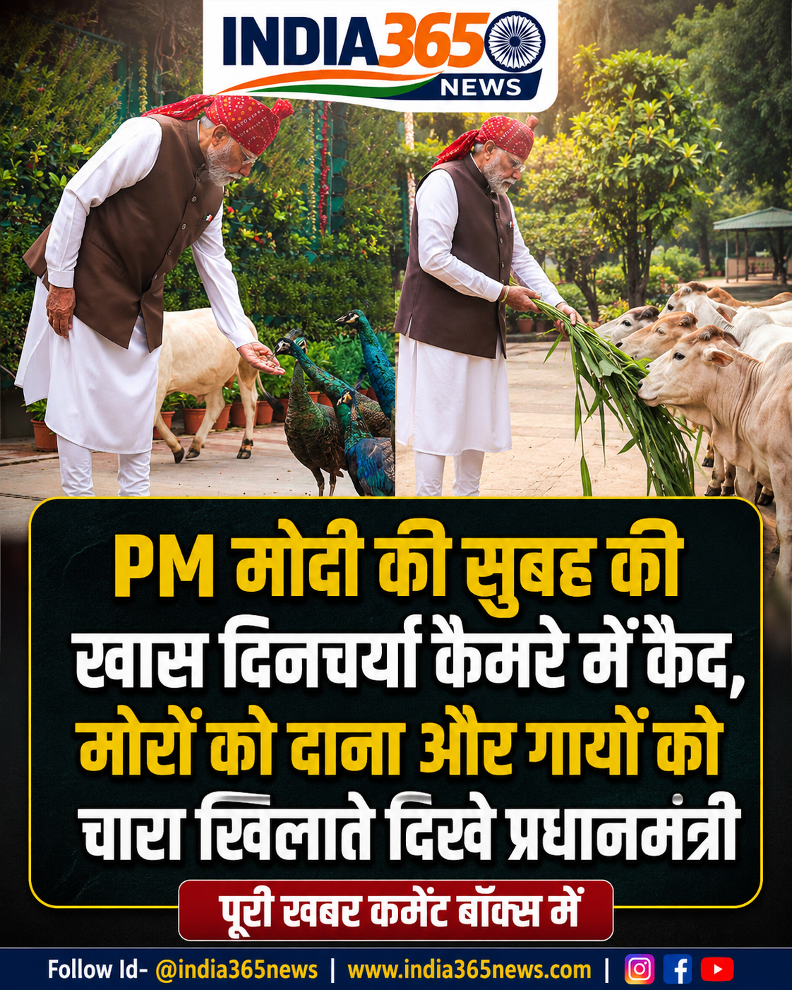 PM मोदी की सुबह की खास दिनचर्या कैमरे में कैद, मोरों को दाना और गायों को चारा खिलाते दिखे प्रधानमंत्री