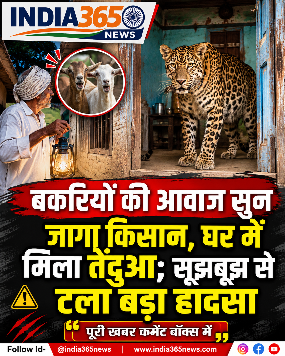 बकरियों की आवाज सुन जागा किसान, घर में मिला तेंदुआ; सूझबूझ से टला बड़ा हादसा