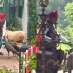 PM मोदी की सुबह की खास दिनचर्या कैमरे में कैद, मोरों को दाना और गायों को चारा खिलाते दिखे प्रधानमंत्री