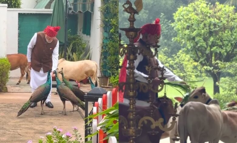 PM मोदी की सुबह की खास दिनचर्या कैमरे में कैद, मोरों को दाना और गायों को चारा खिलाते दिखे प्रधानमंत्री