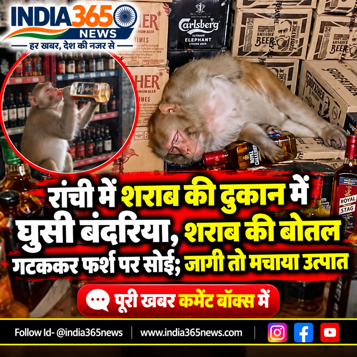 रांची में शराब की दुकान में घुसी बंदरिया, शराब की बोतल गटककर फर्श पर सोई; जागी तो मचाया उत्पात