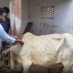 सरकार की लापरवाही और कमजोर तैयारियों के कारण प्रदेश में लगभग 7600 गायें लंपी वायरस की चपेट में