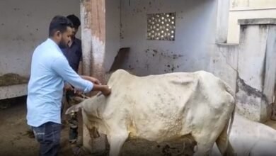 सरकार की लापरवाही और कमजोर तैयारियों के कारण प्रदेश में लगभग 7600 गायें लंपी वायरस की चपेट में