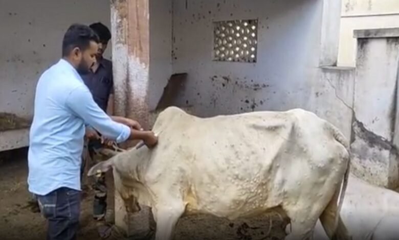 सरकार की लापरवाही और कमजोर तैयारियों के कारण प्रदेश में लगभग 7600 गायें लंपी वायरस की चपेट में